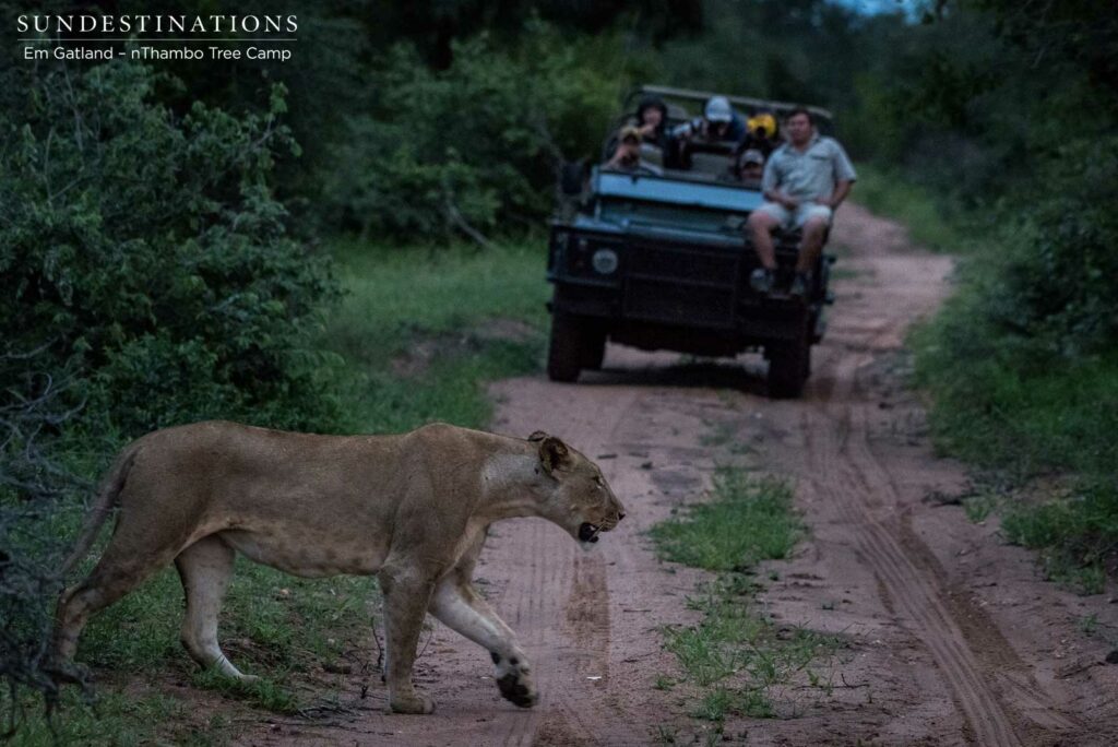 4 New lions turn up in the Klaserie