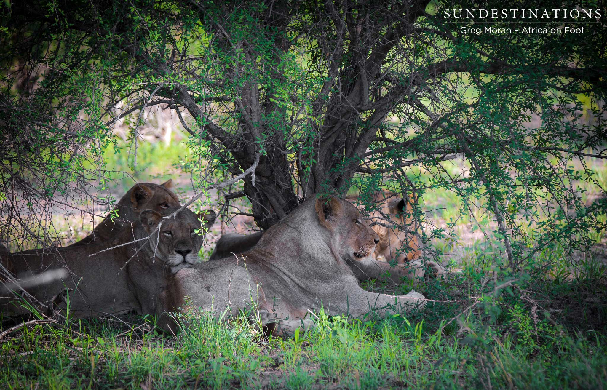 Hercules Pride of Lions