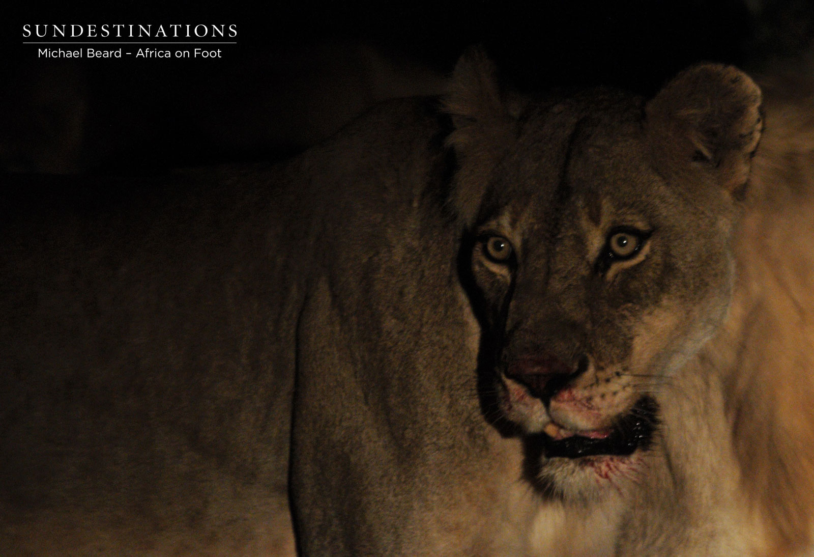 Hercules Pride Lioness