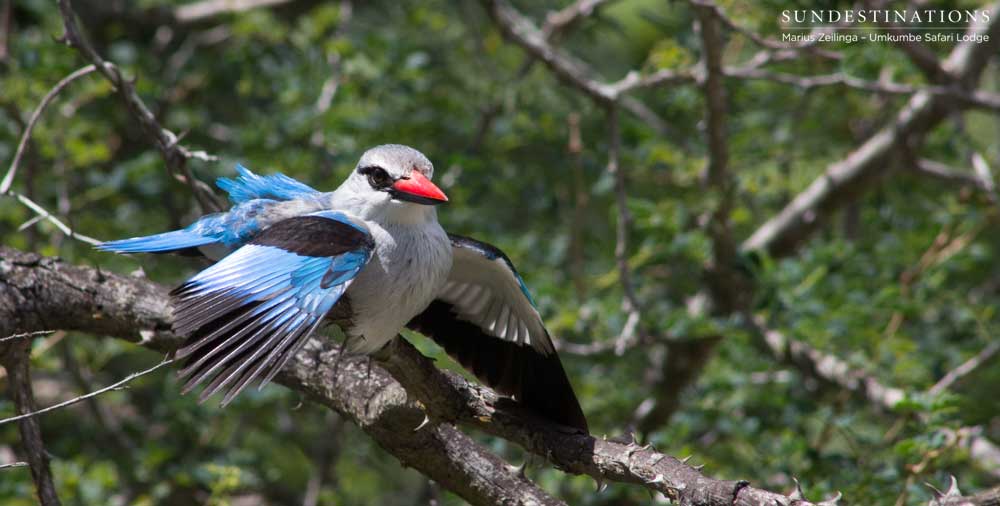 The striking plumage of a woodland kingfisher, with us only during the summer months