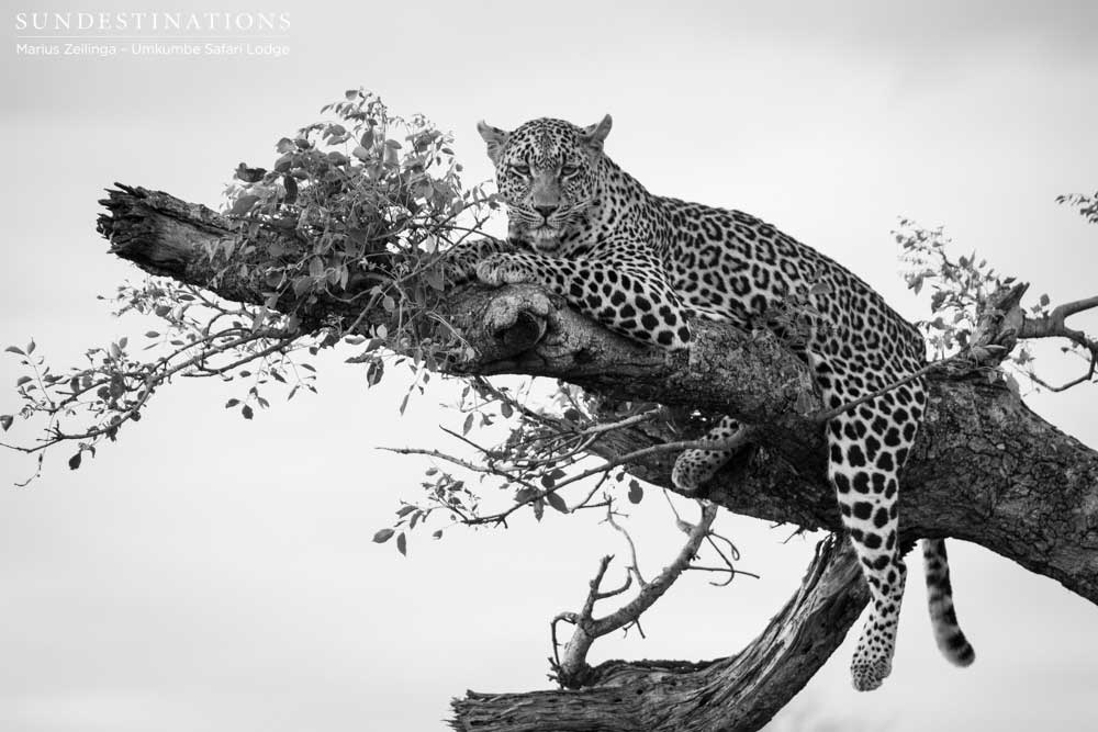 Tatowa the leopardess looking every inch the queen she is up on her throne