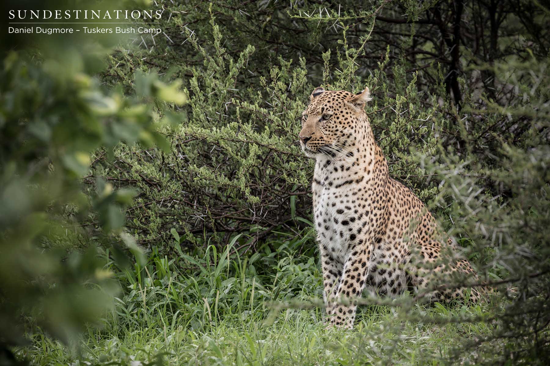 Male Leopard Tuskers