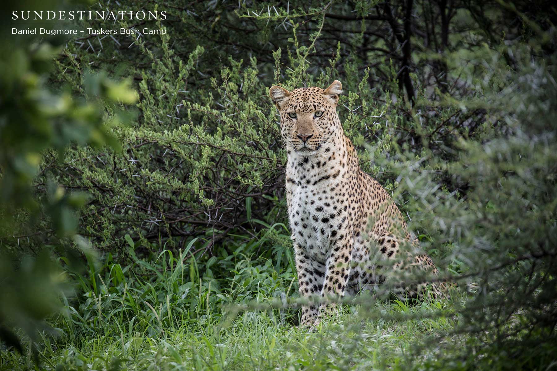 Male Leopard Looking at Camera