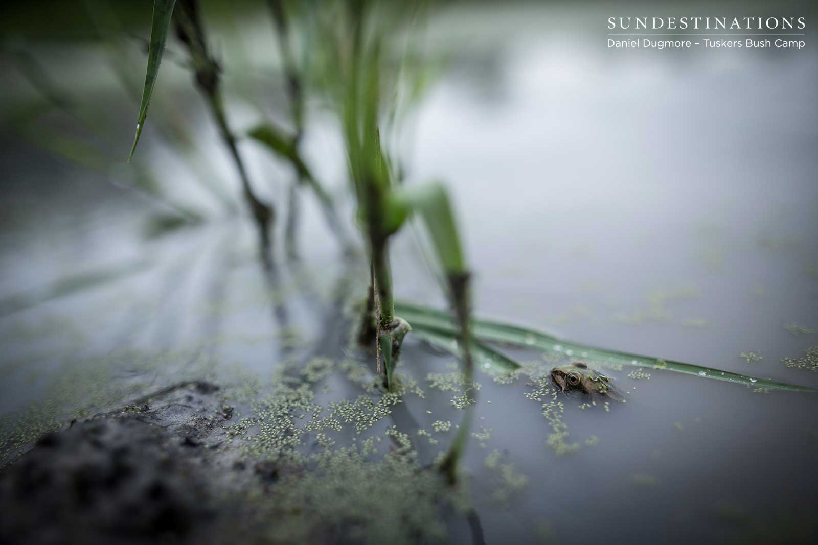 Little Nxai Pan Bullfrog