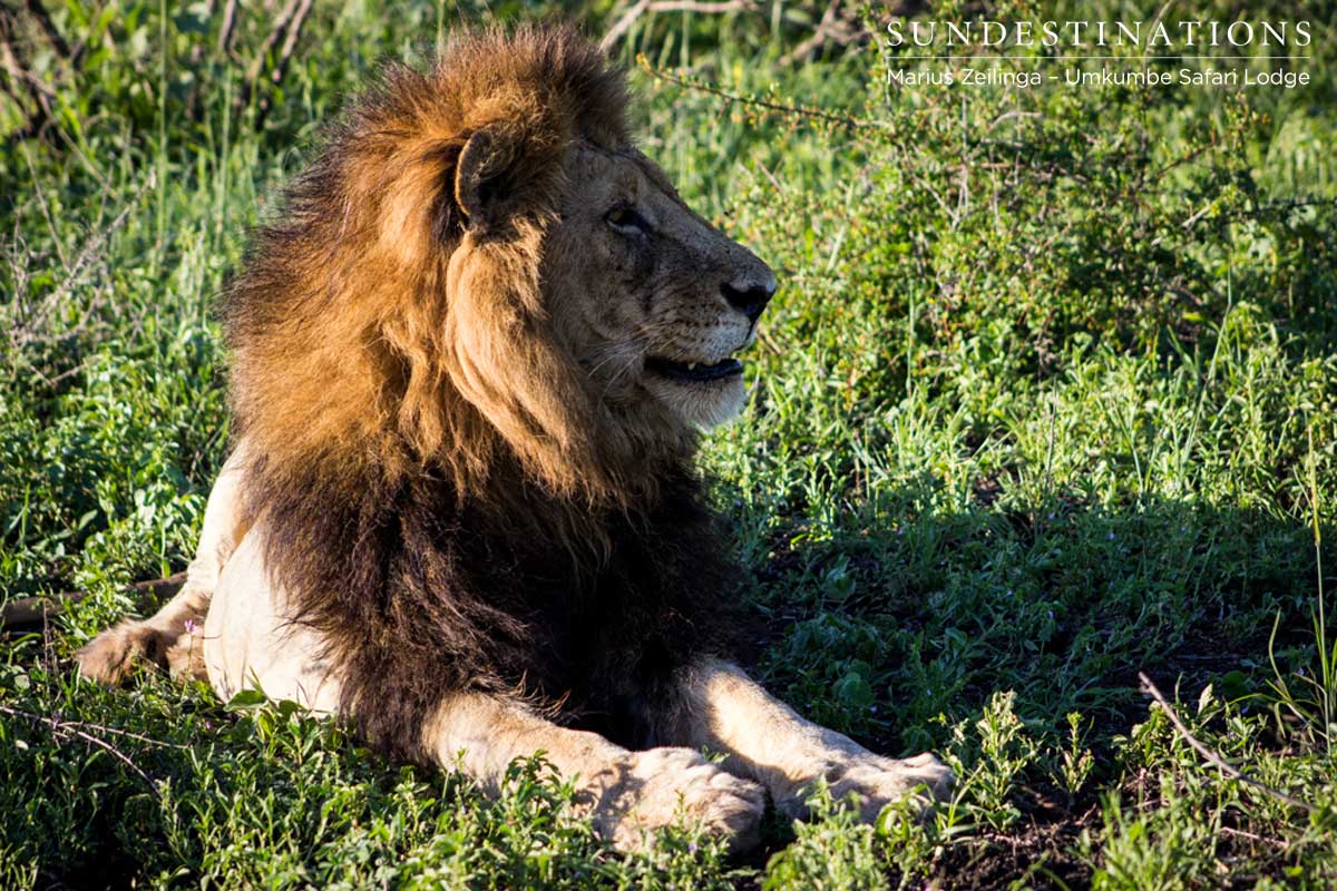 Male Lion Matimba