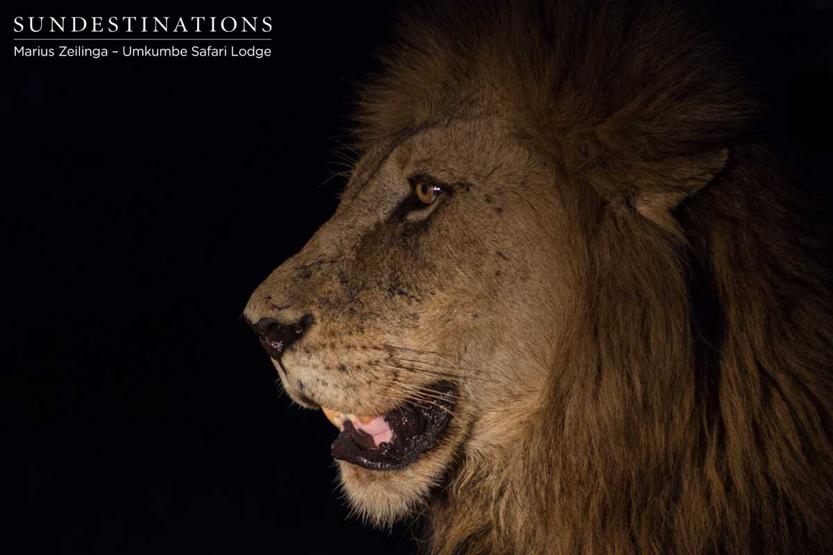 Matimba Male Lion
