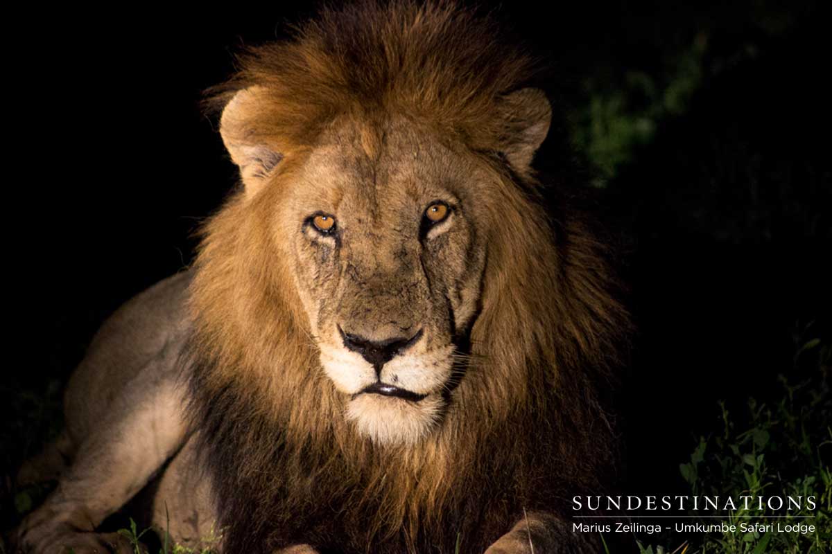 Matimbi Sabi Sand Male