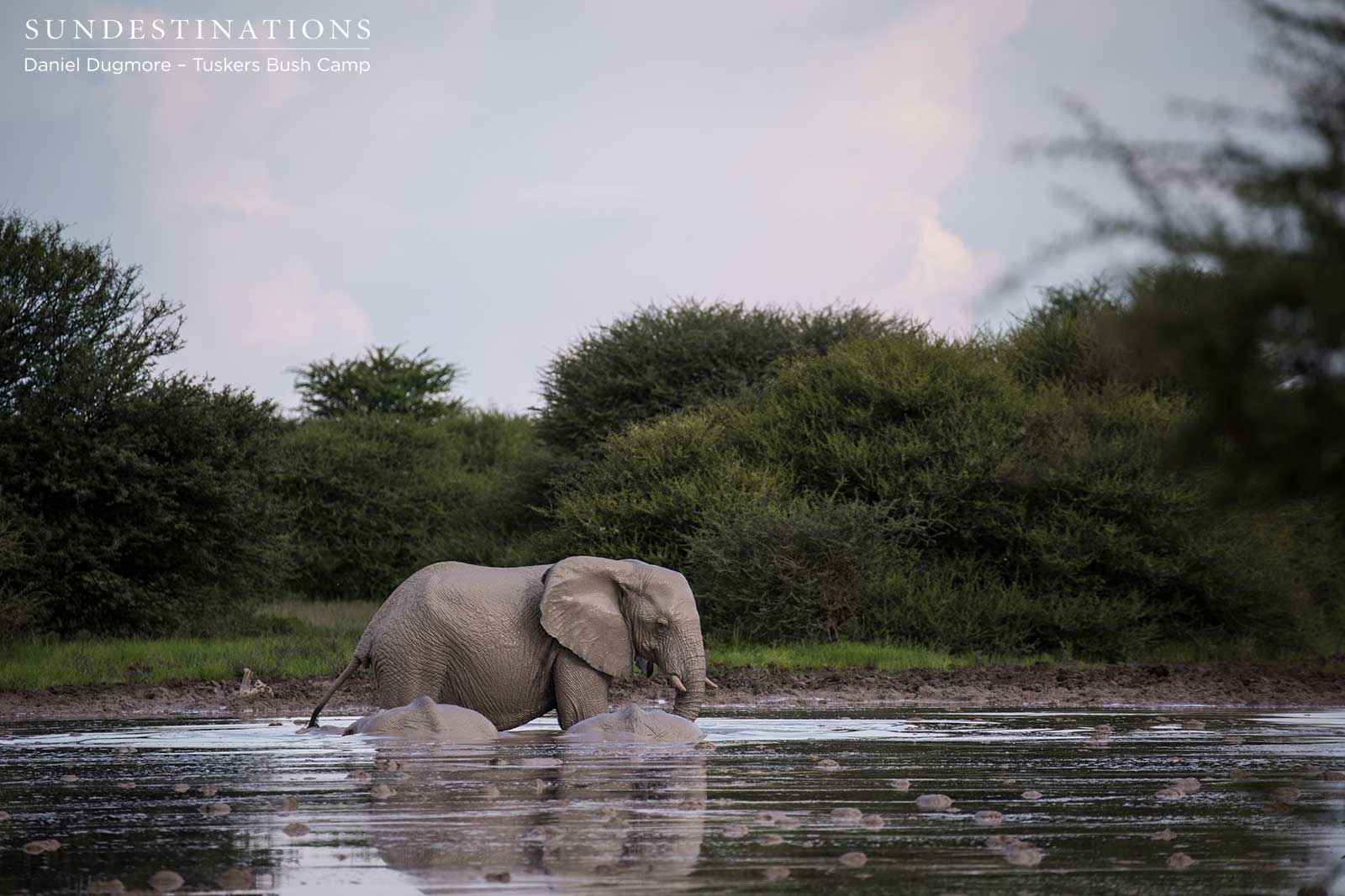 Little Nxai Eleohant