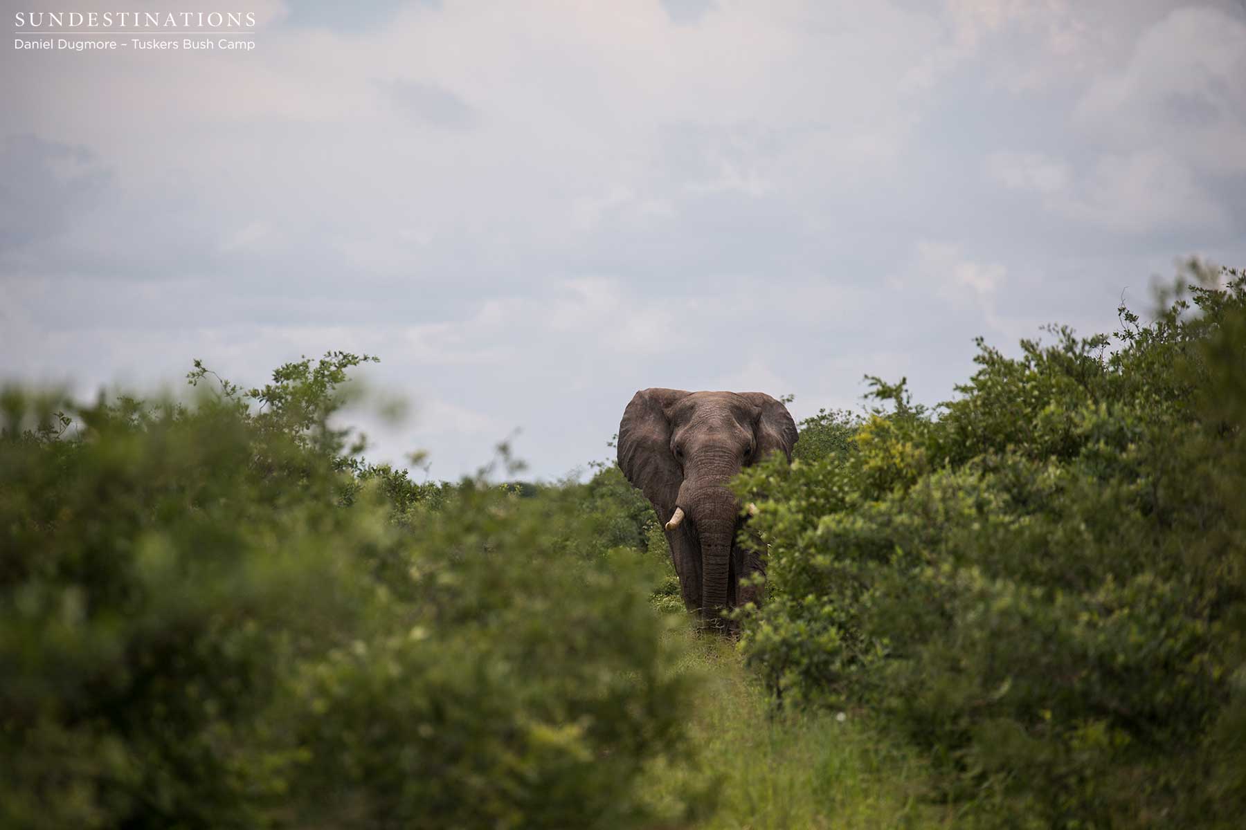 Little Nxai Pan Wildlife