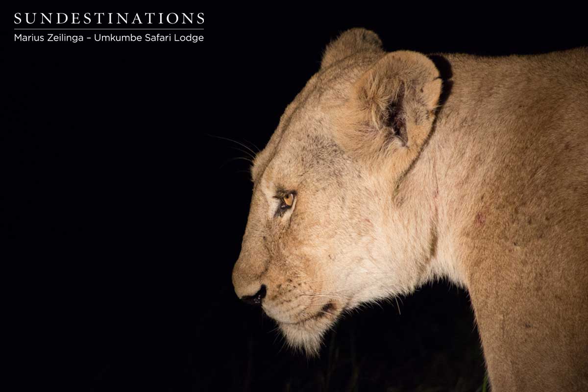 Lioness Umkumbe