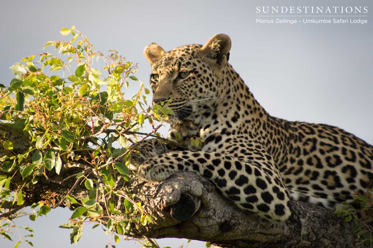 Tatowa Leopardess