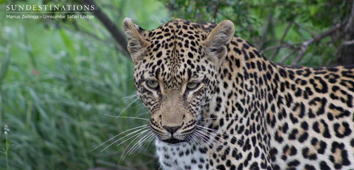 Tatowa Leopardess Umkumbe