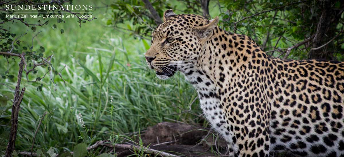 Tatowa Leopardess Prowl