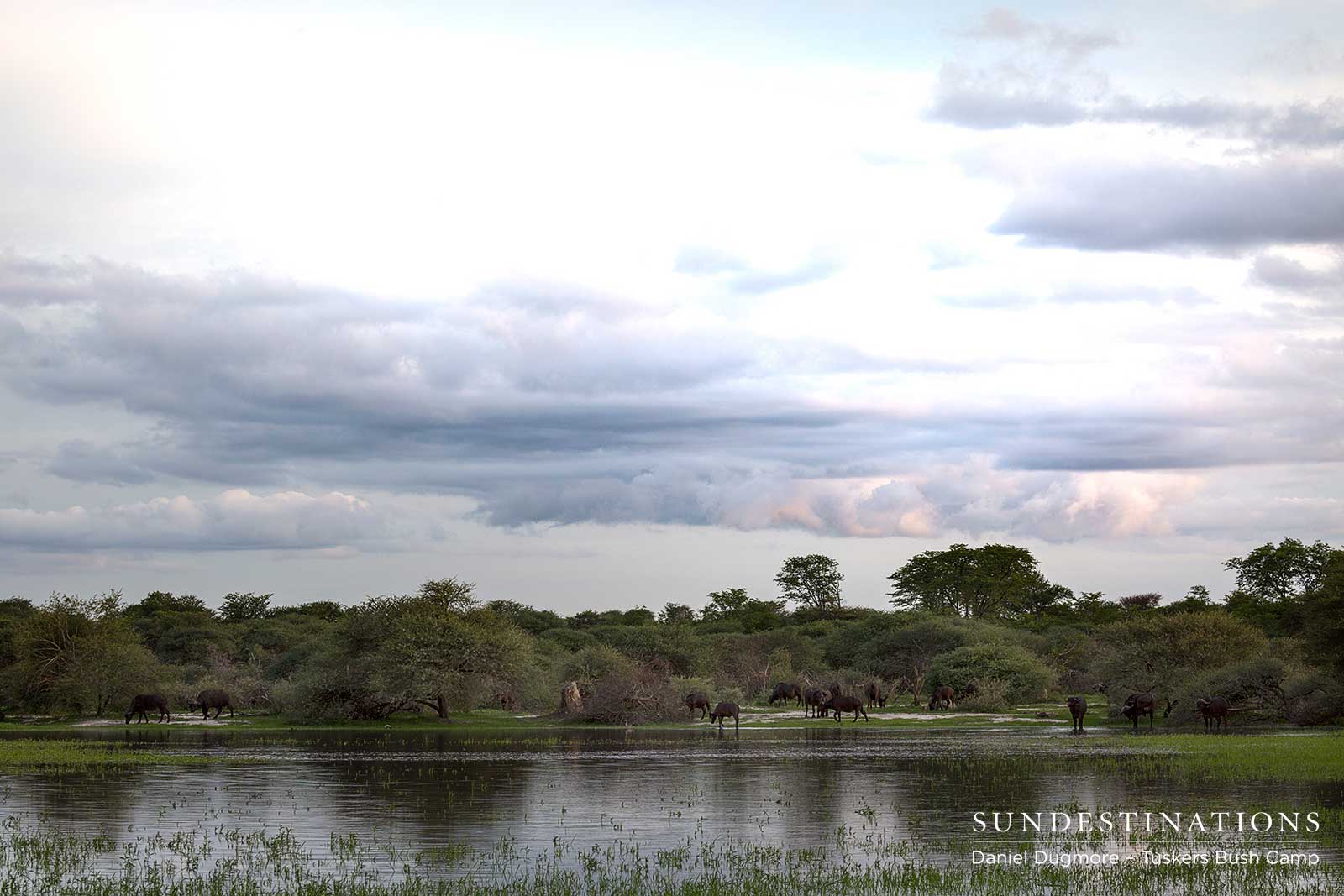 Buffalo at Tuskers Pan Buffalo at Tuskers Pan