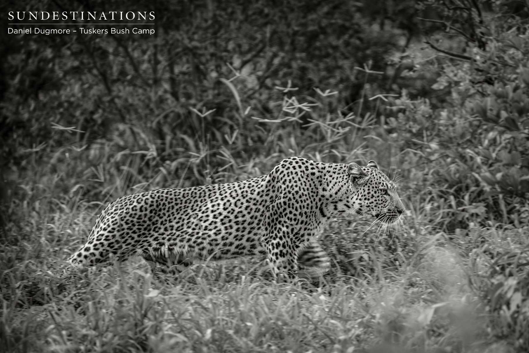 Male Leopard Tuskers Creeping