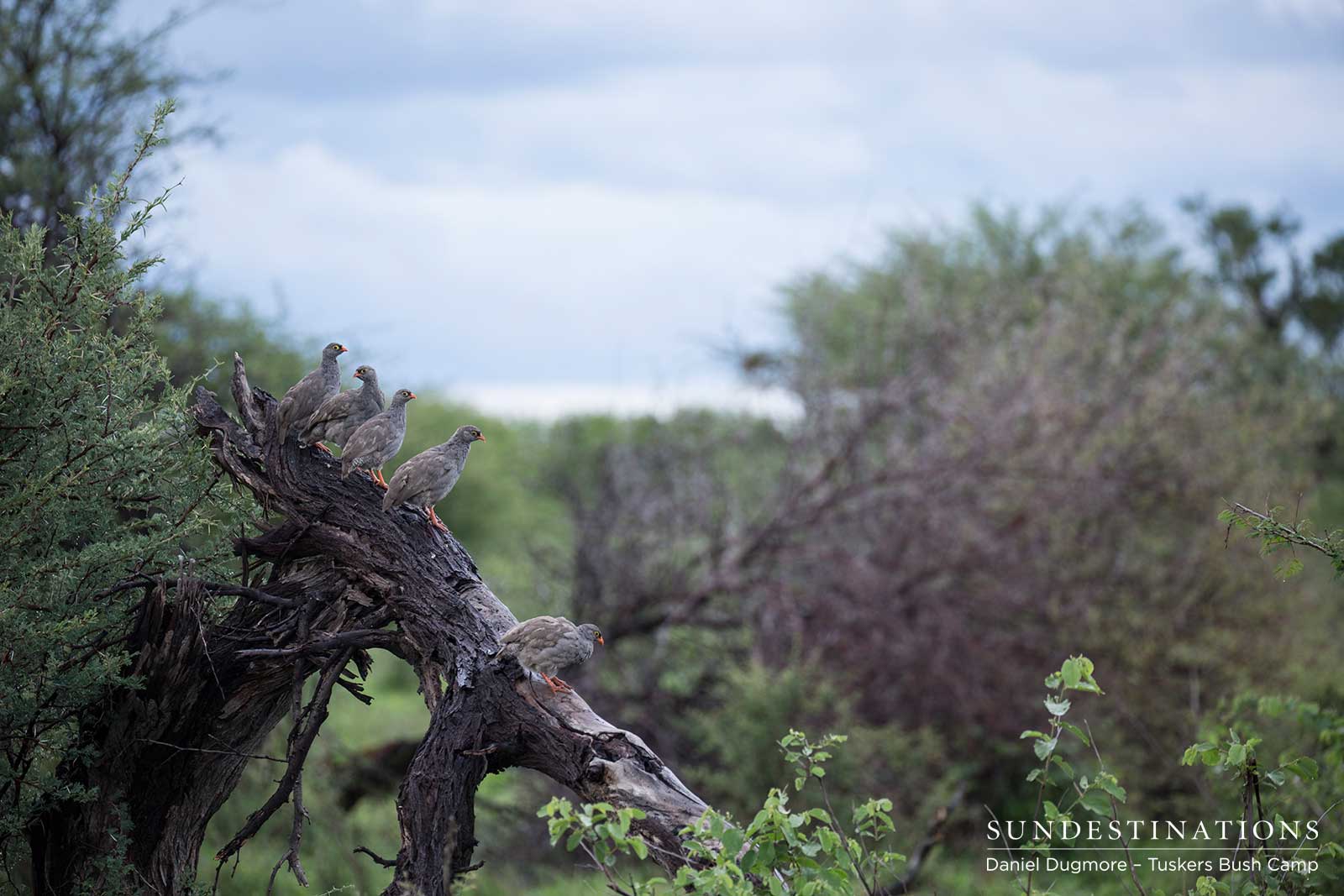 Tuskers Red Billed Spurfowl Tuskers Red Billed Spurfowl