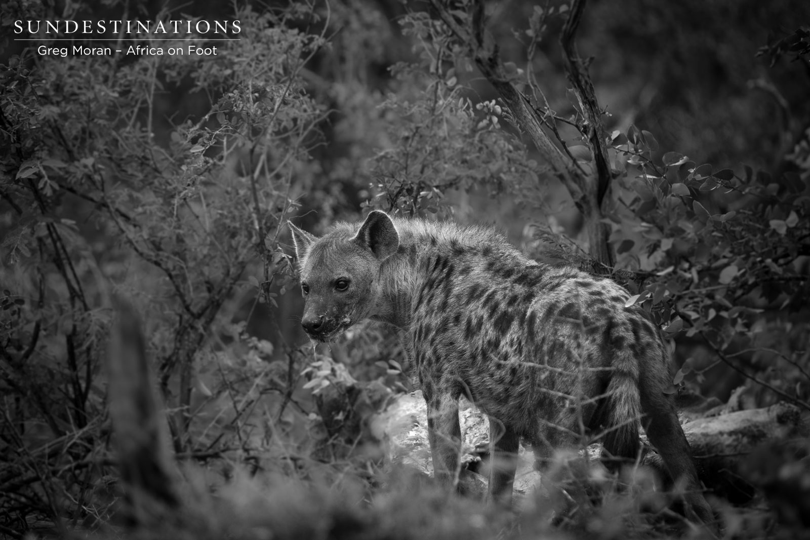 Africa on Foot Hyena