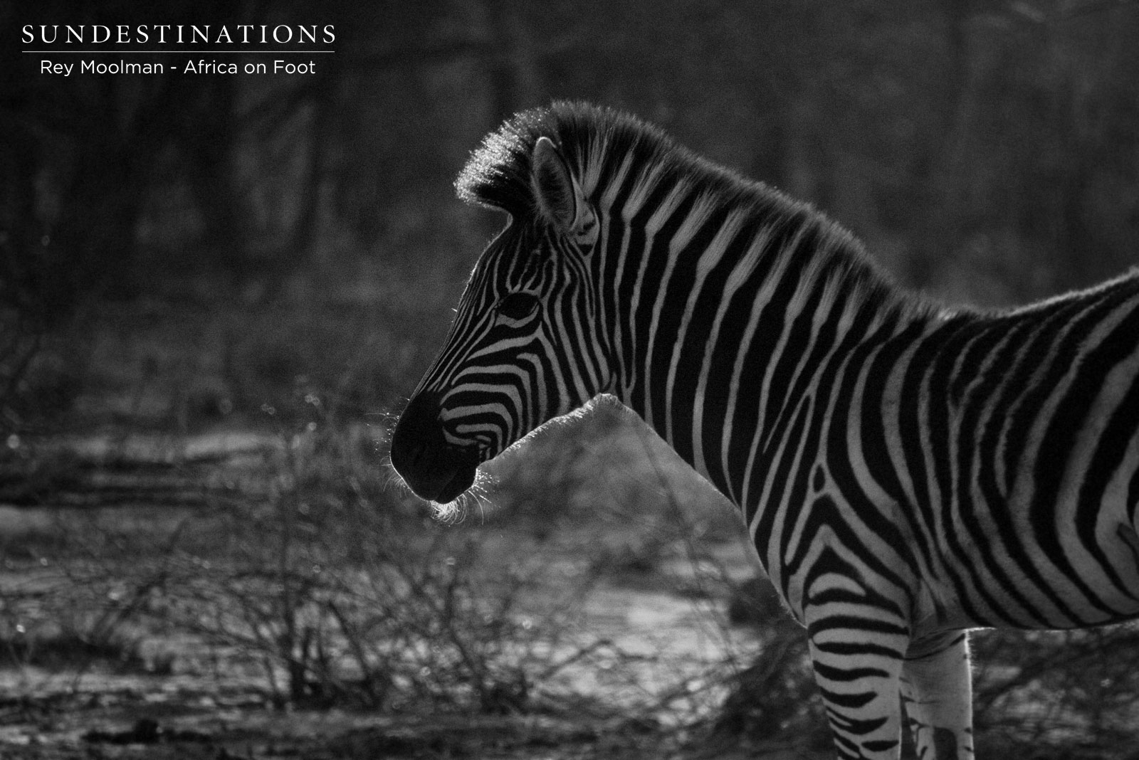 Africa on Foot Zebra