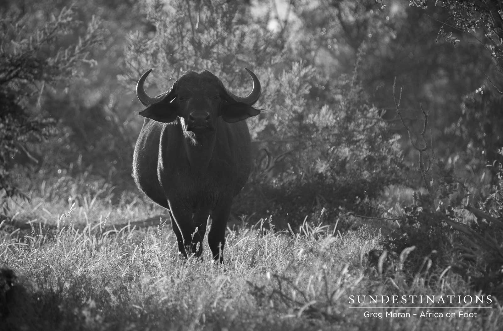 Buffalo Africa on Foot Buffalo Africa on Foot