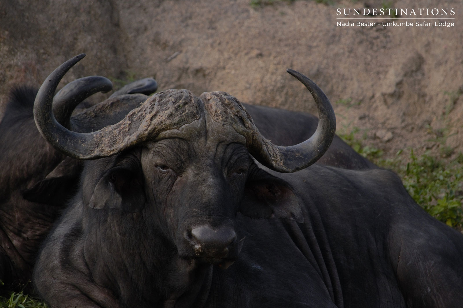 Umkumbe Buffalo