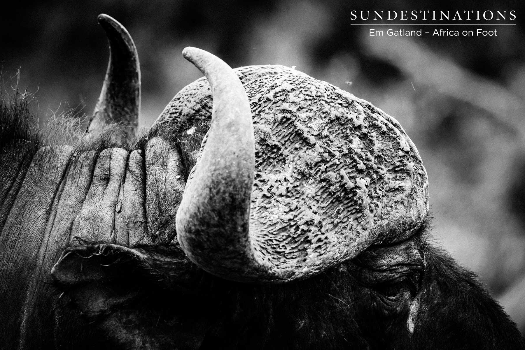 Buffalo Boss - Klaserie Buffalo Boss - Klaserie