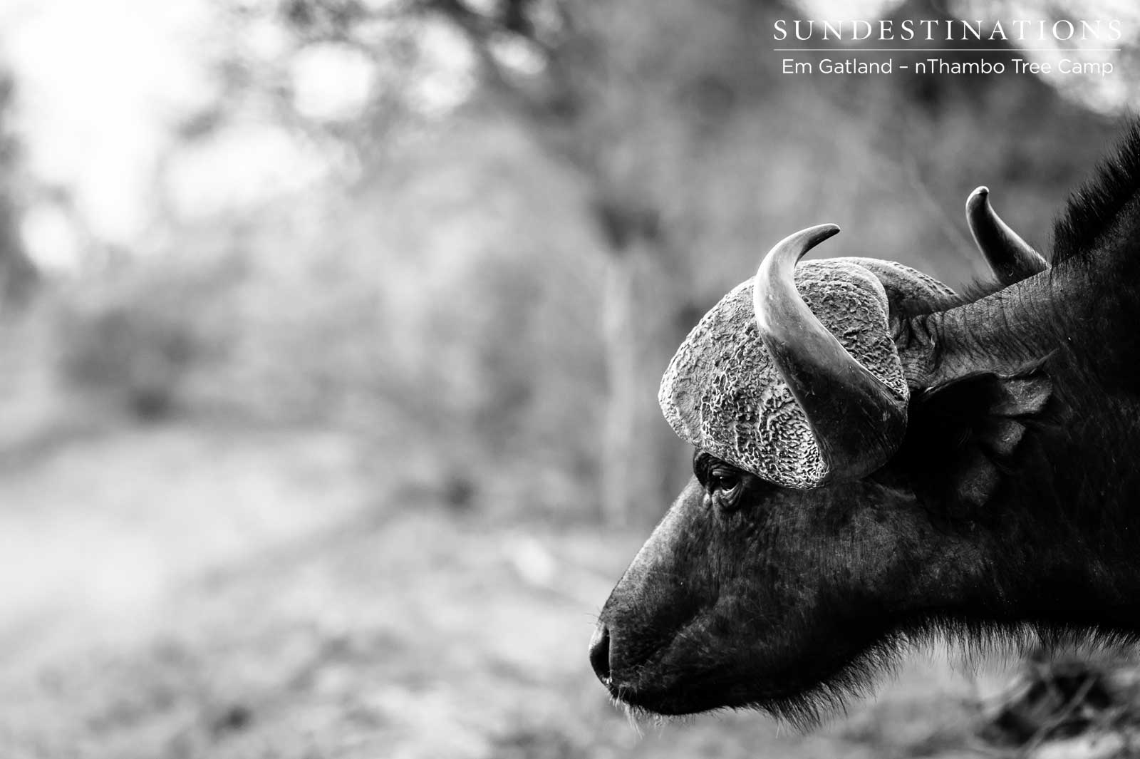 Buffalo nThambo Tree Camp Buffalo nThambo Tree Camp