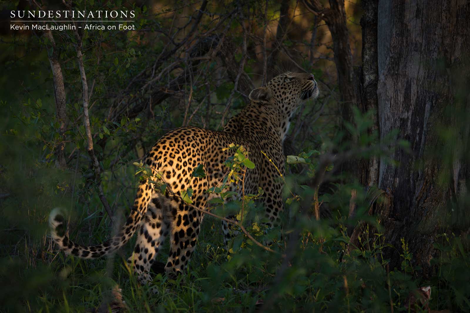 Bundu - Ross Dam's Cub Bundu - Ross Dam's Cub