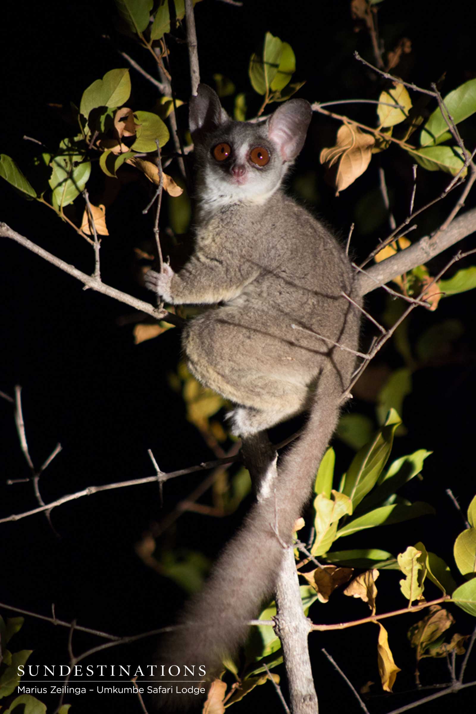 Bushbaby Umkumbe Bushbaby Umkumbe
