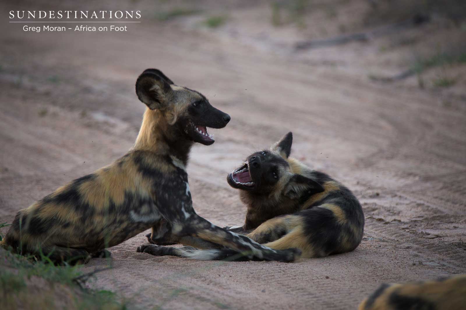 African Wild Dog Africa on Foot African Wild Dog Africa on Foot