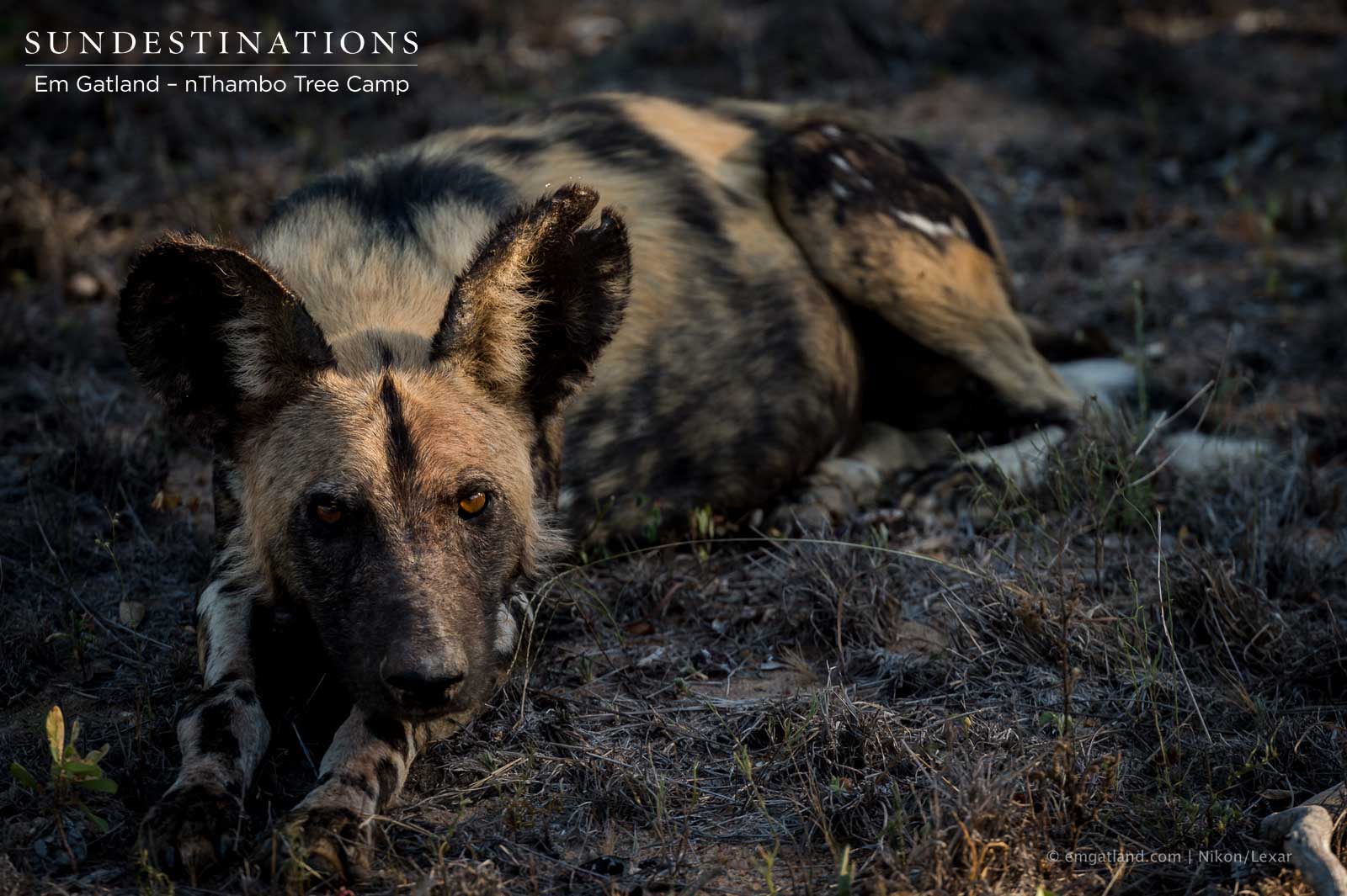 Wild Dog nThambo Wild Dog nThambo