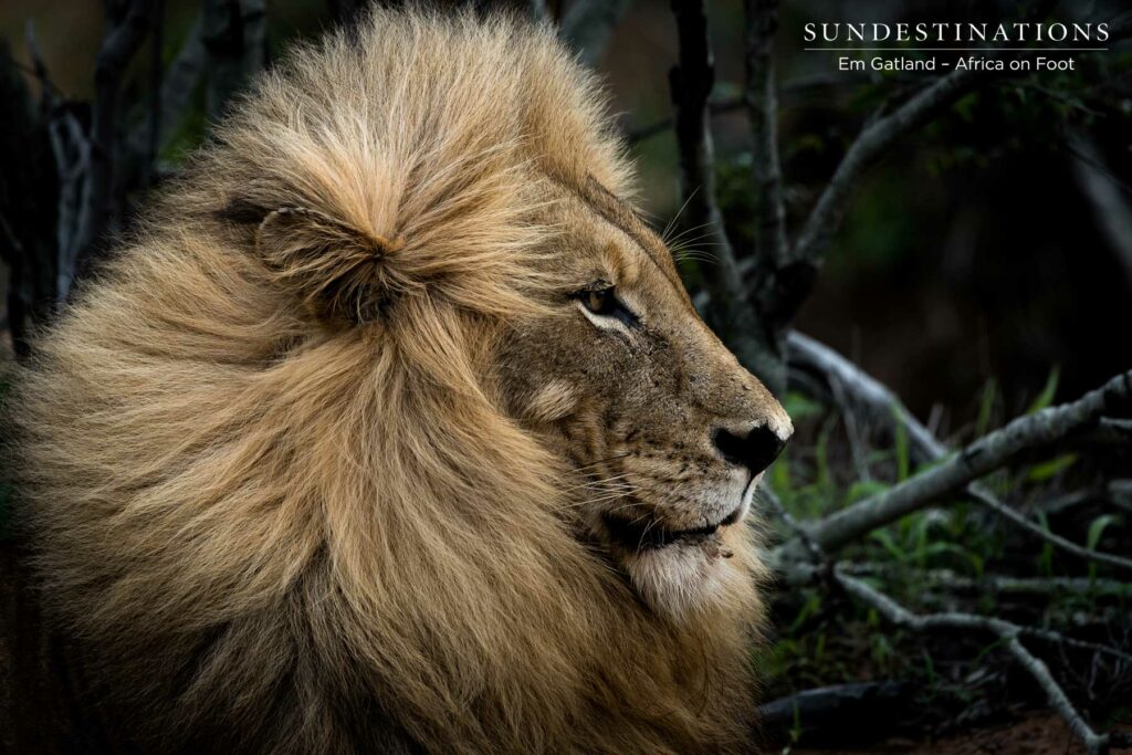 Duma the Lion