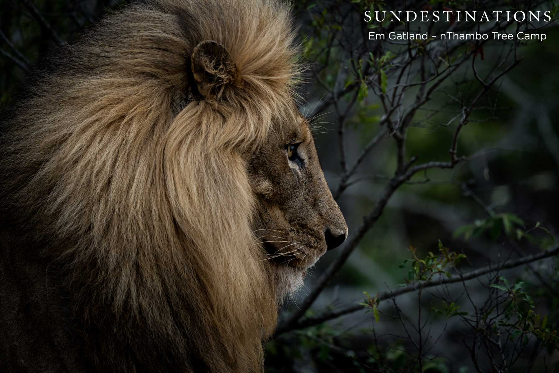Duma the Male Lion Duma the Male Lion