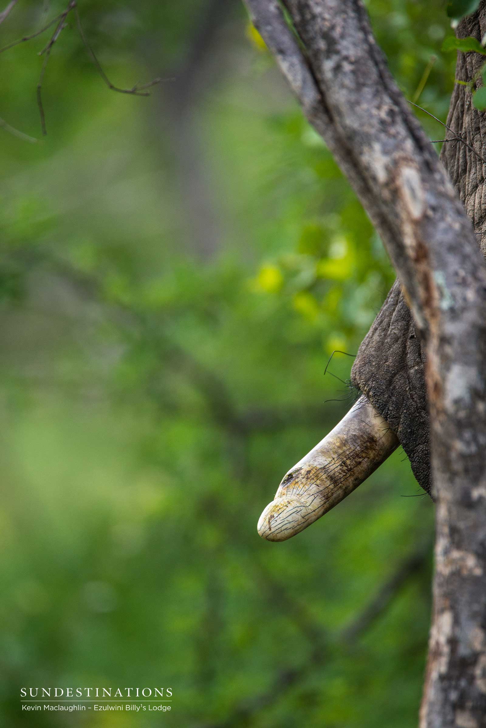 Elephant Tusk Ezulwini Elephant Tusk Ezulwini