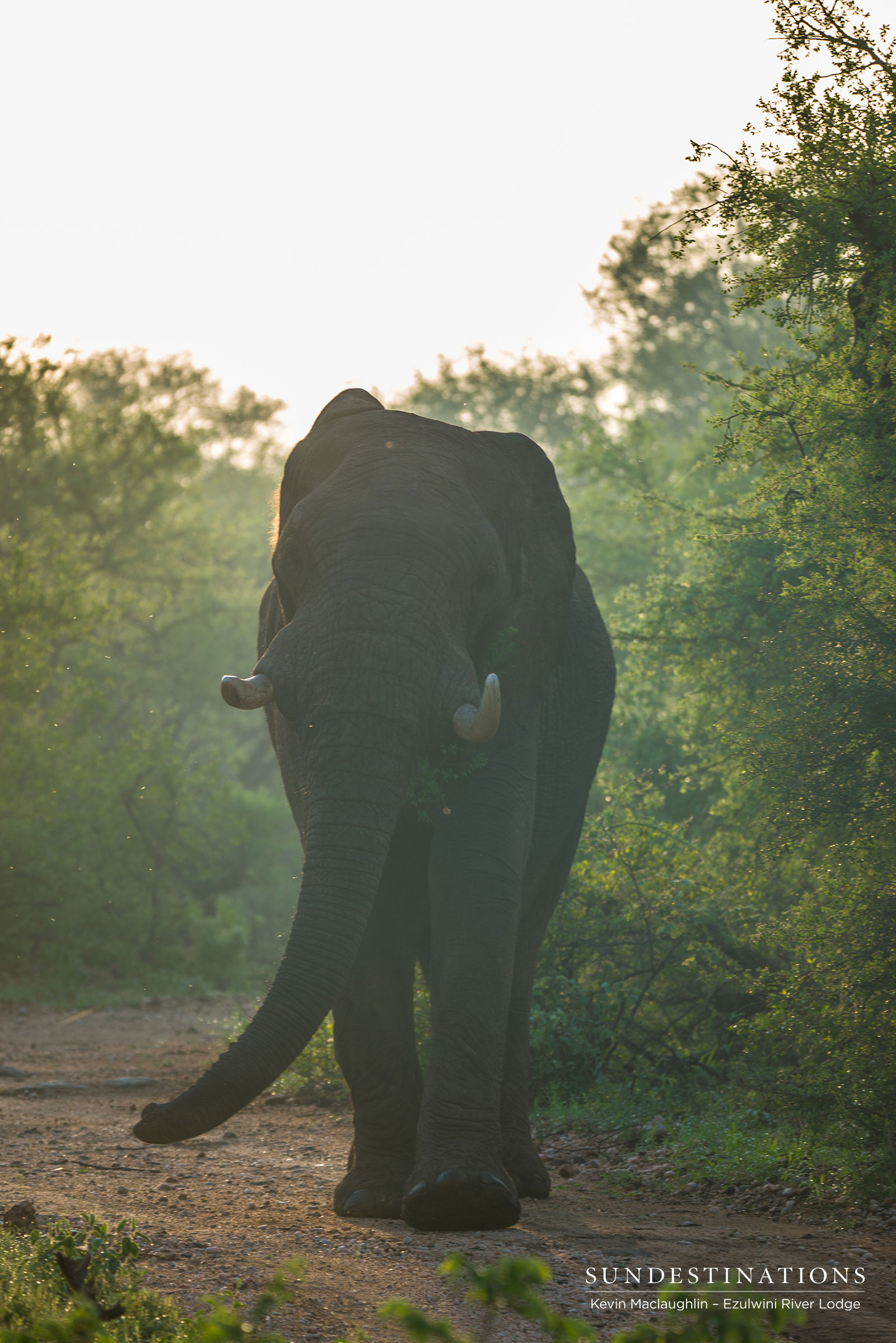 Ezulwini Elephant