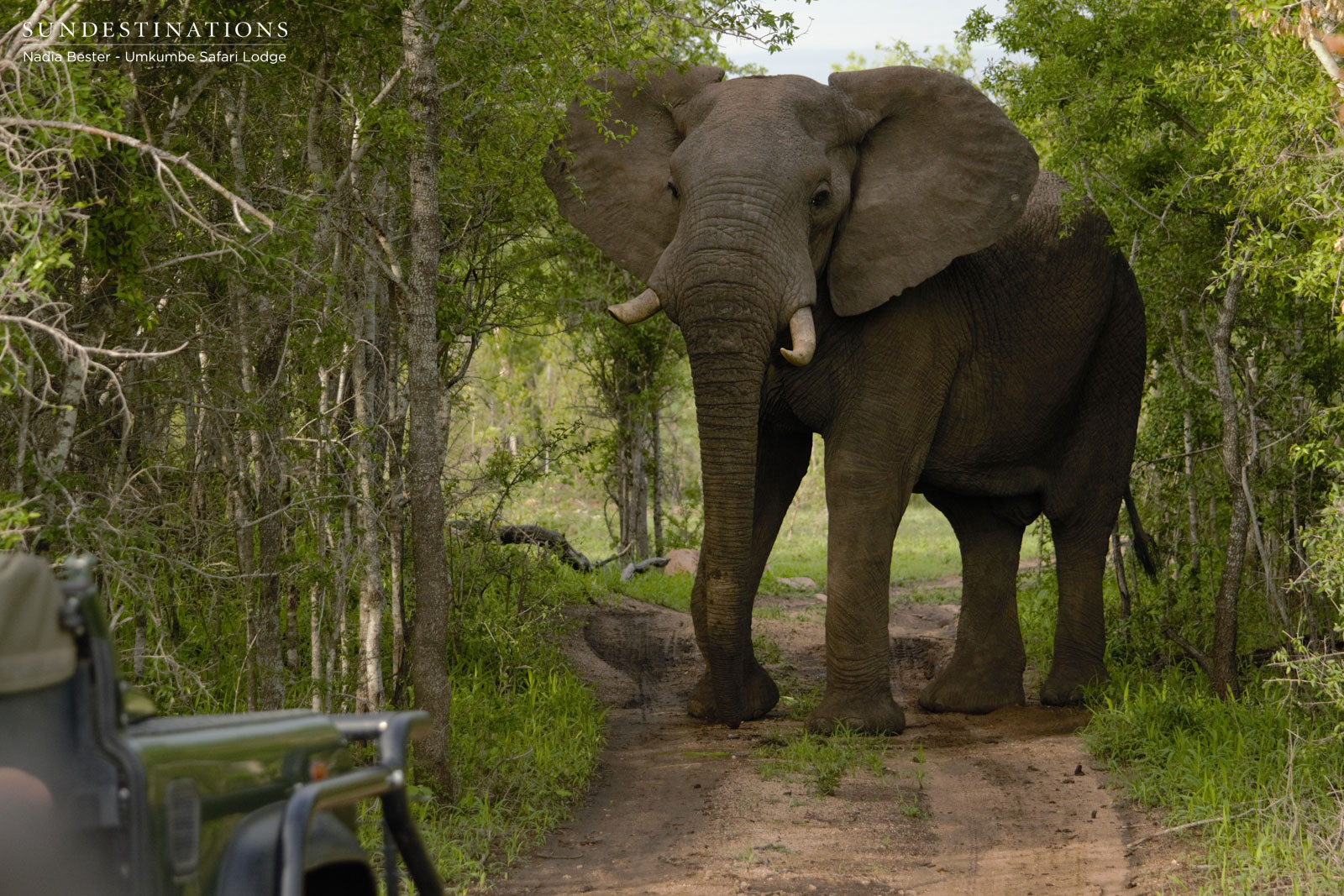 Elephants at Umkumbe
