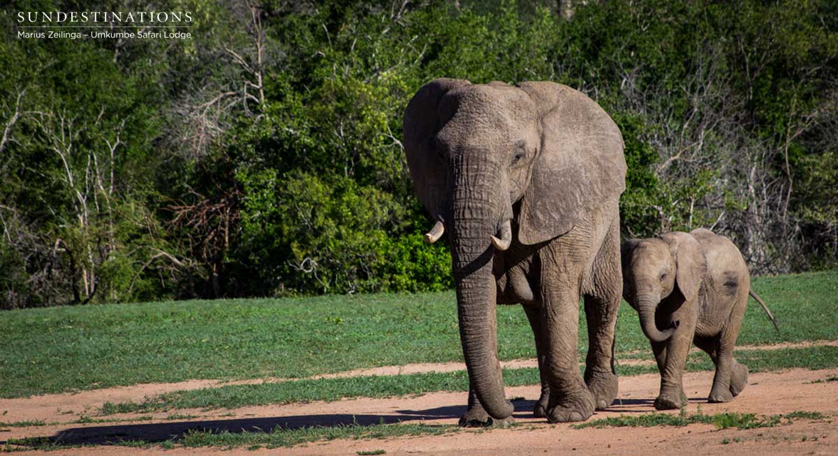 Elephant Umkumbe Elephant Umkumbe