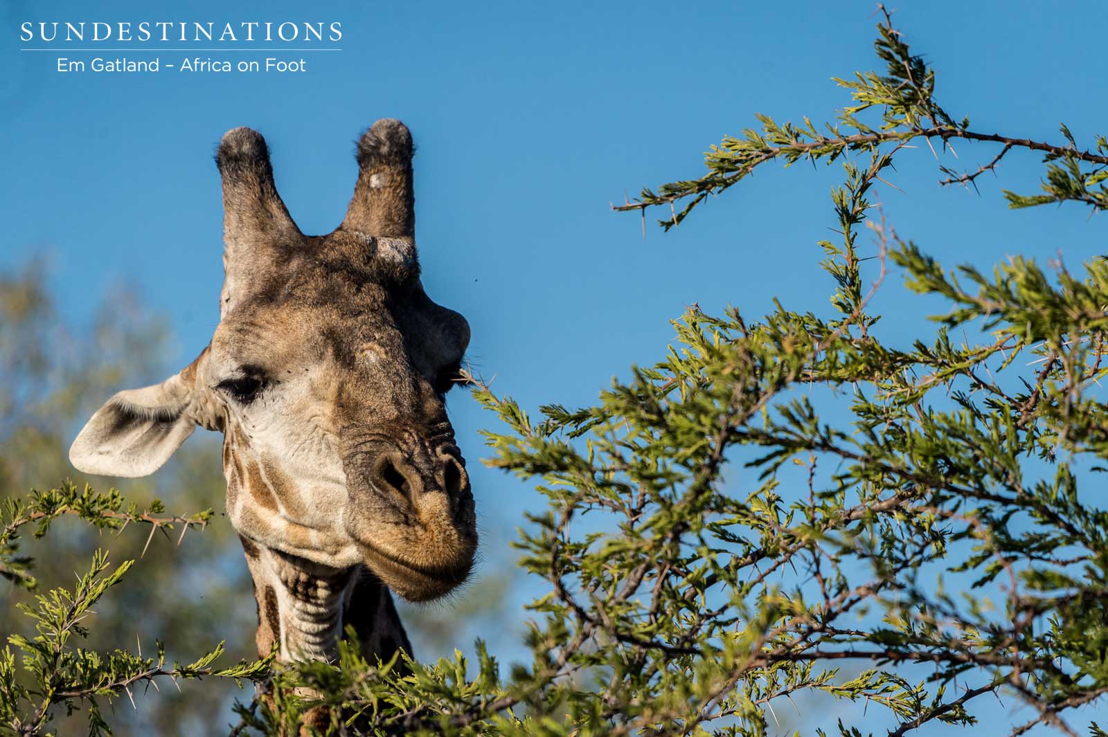 Giraffe Africa on Foot Giraffe Africa on Foot