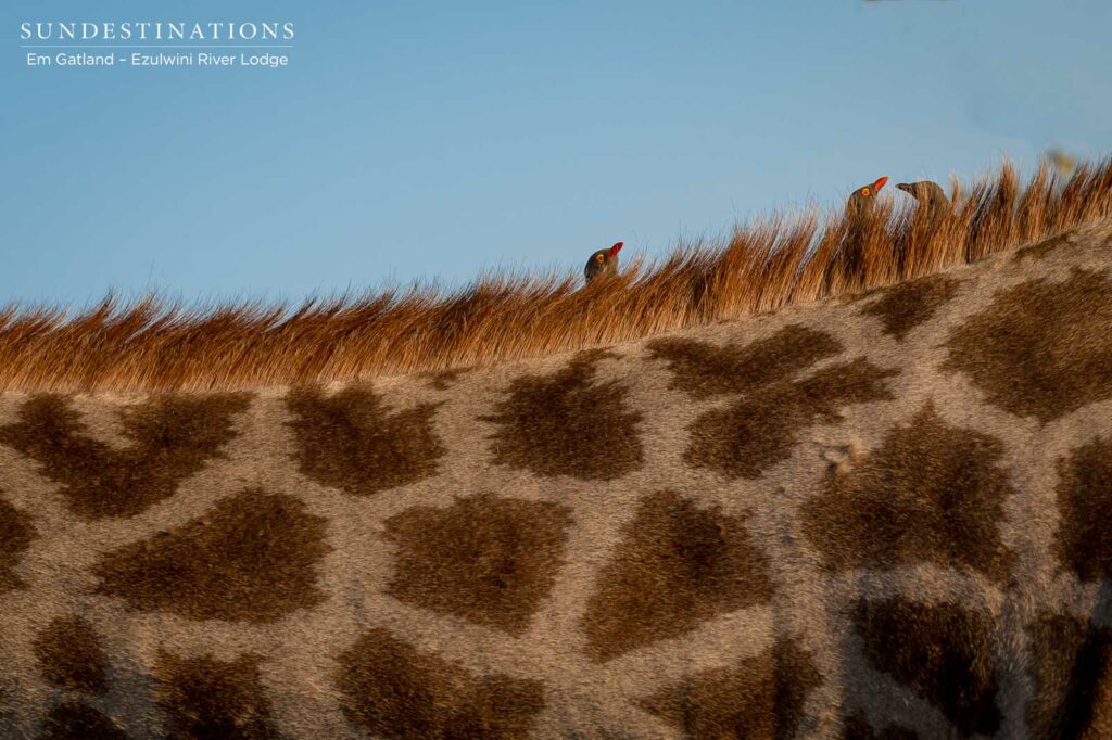 Ezulwini Giraffe Hide