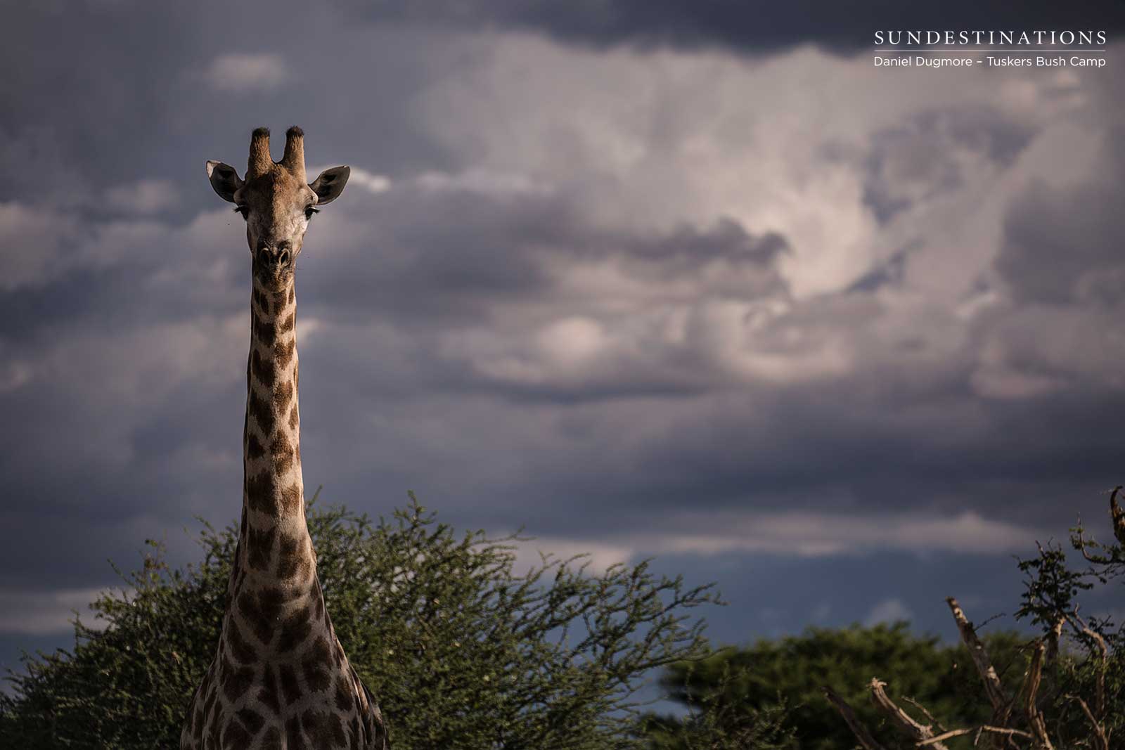 Giraffe at Tuskers Giraffe at Tuskers