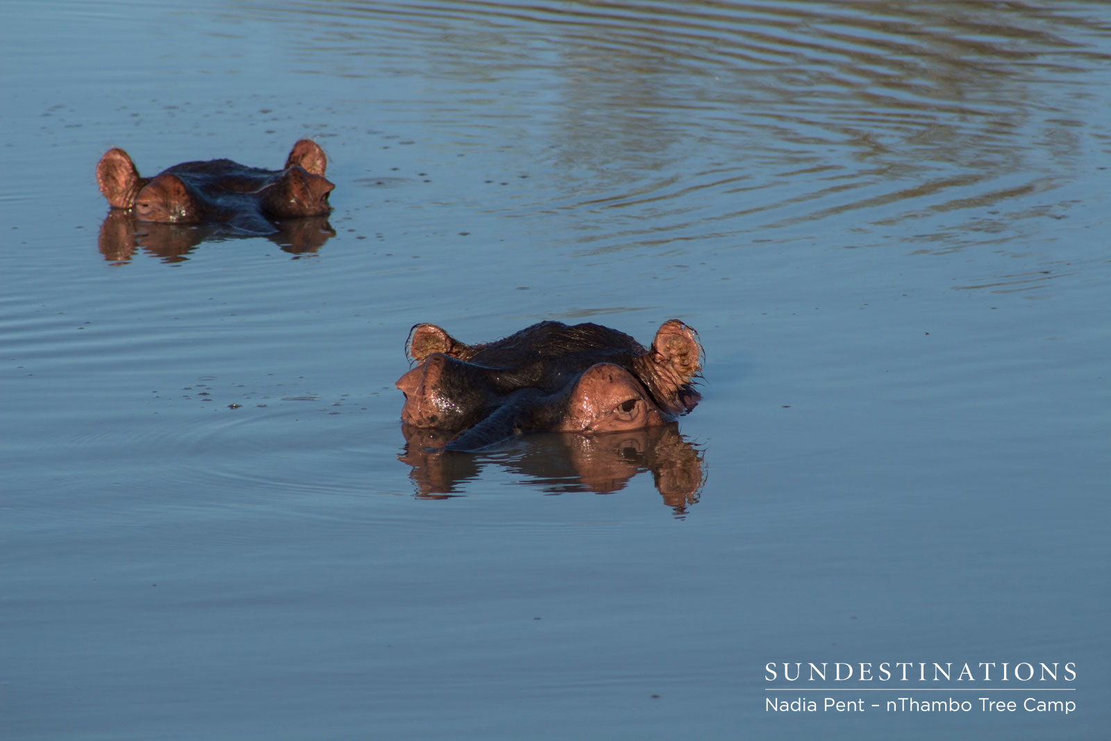 nThambo Hippos