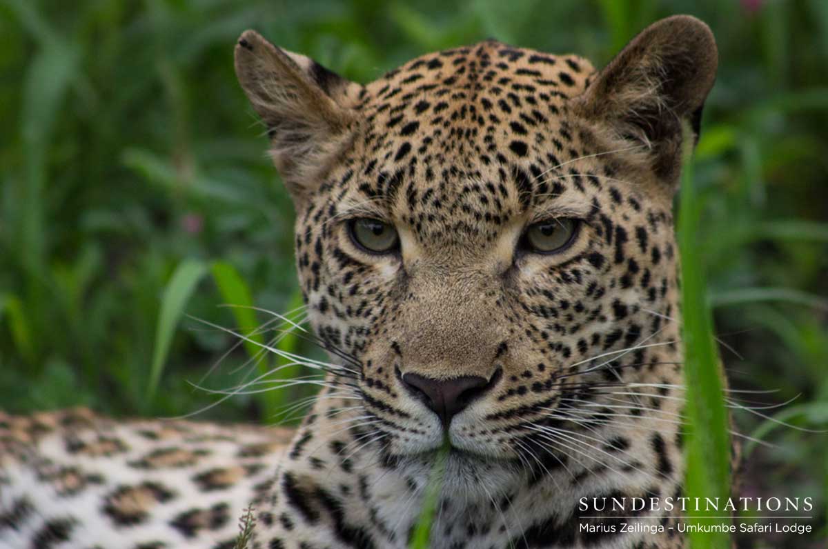 Kigelia the Leopard Kigelia the Leopard