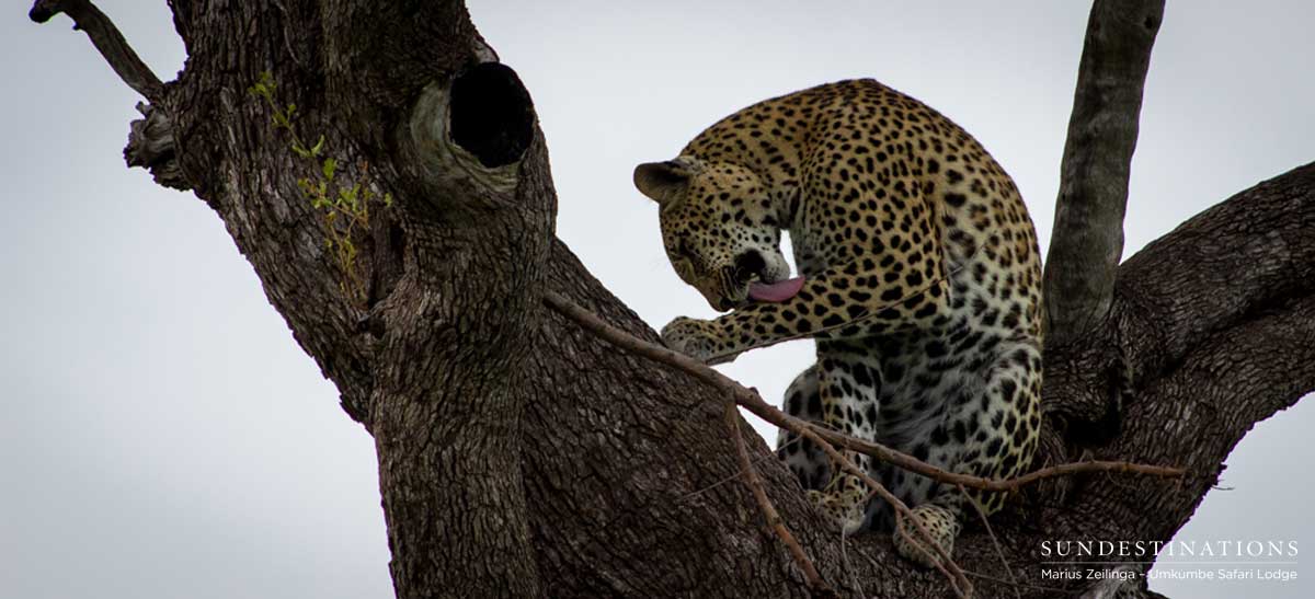 Kigelia Leopardess Kigelia Leopardess