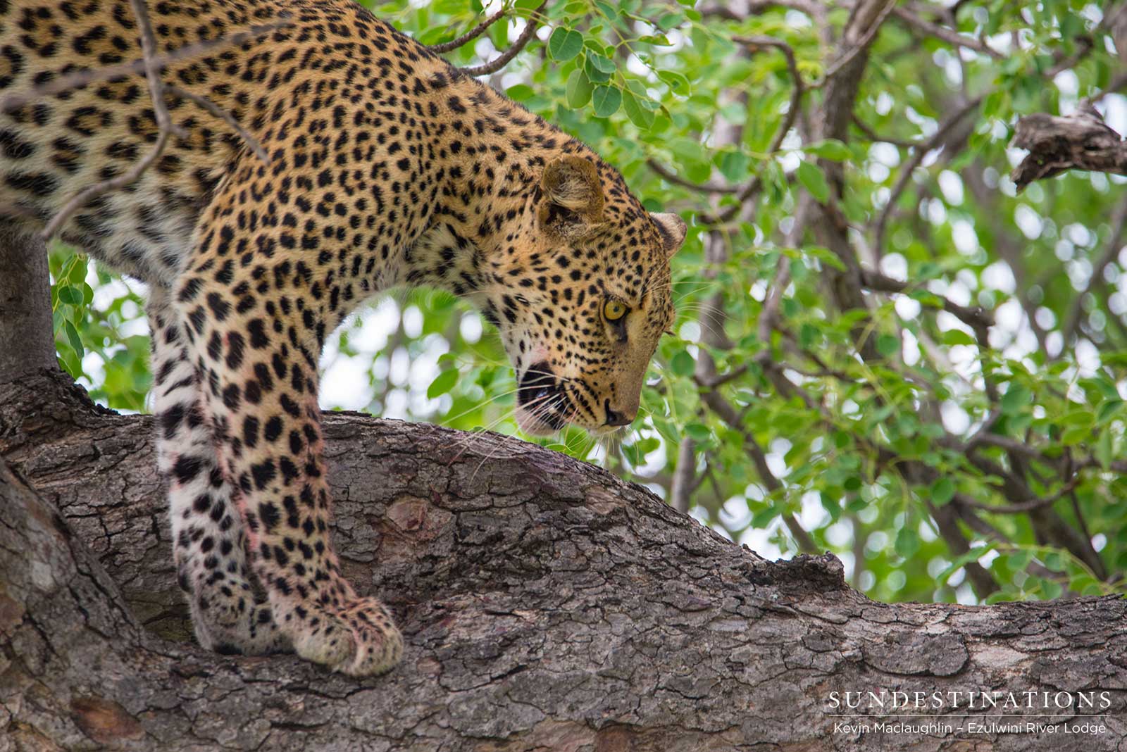Unknown Leopard Ezulwini Unknown Leopard Ezulwini