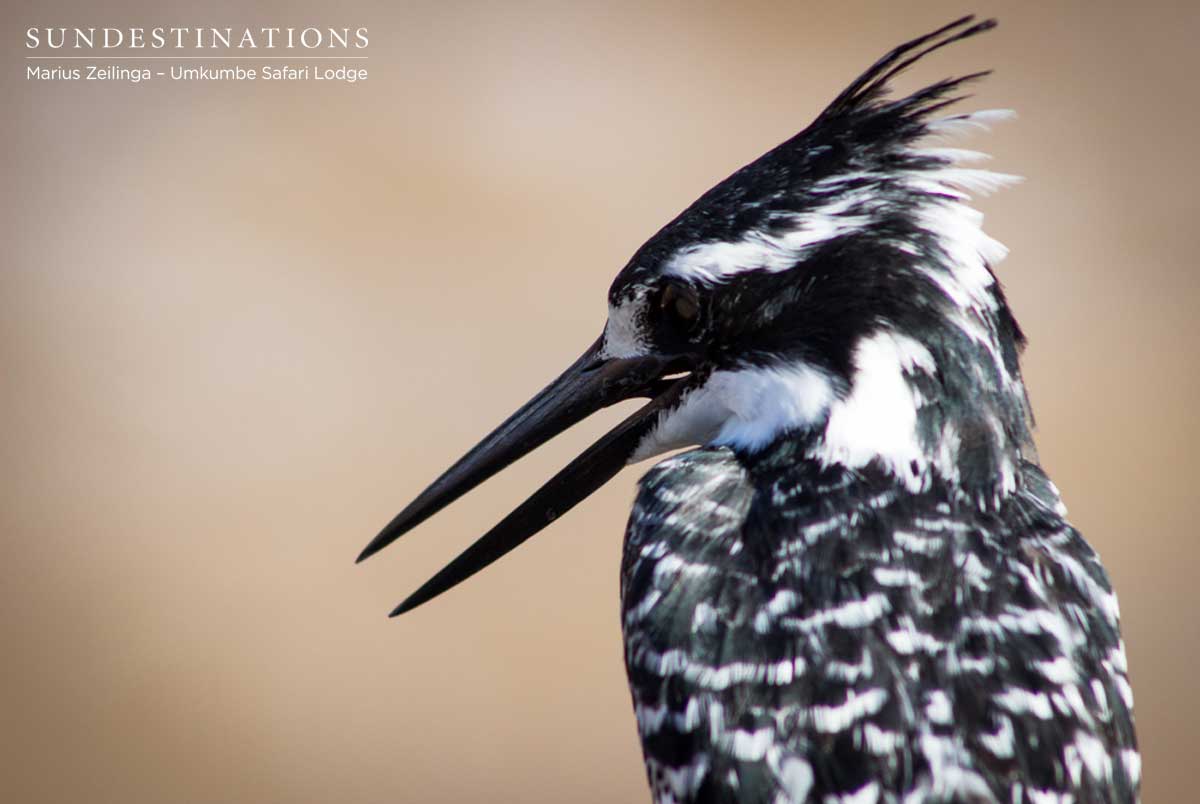 Pied Kingfisher Umkumbe Pied Kingfisher Umkumbe
