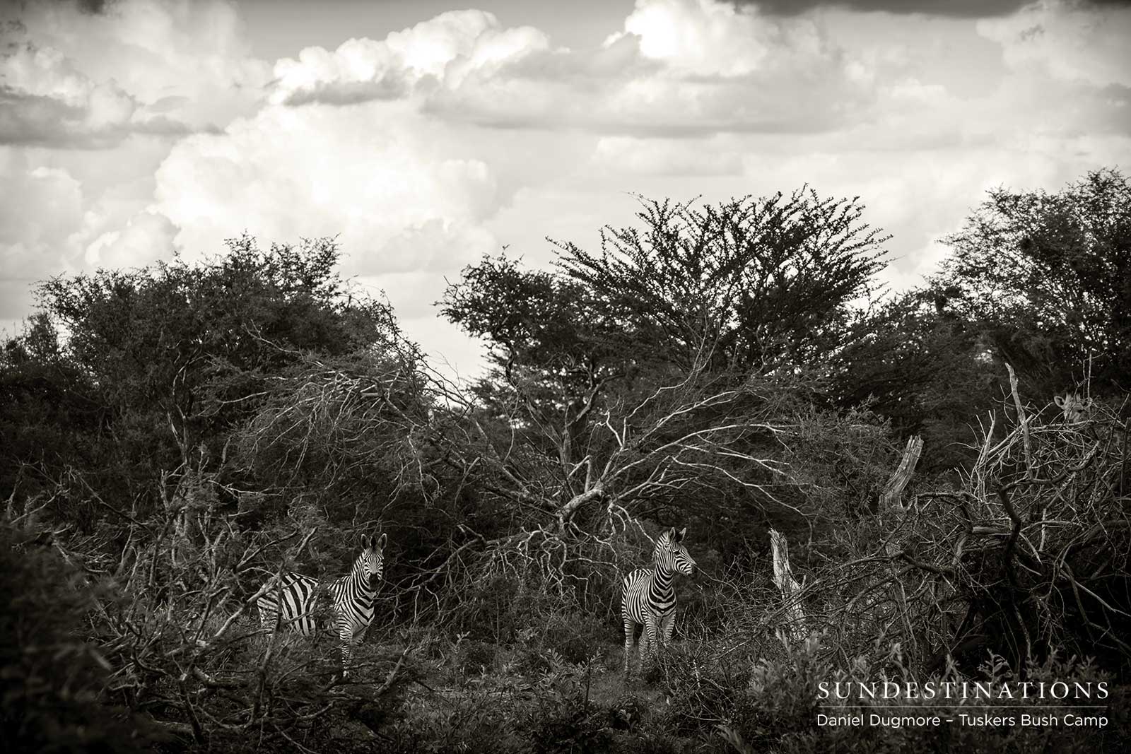 Zebra Tuskers Bush Camp Zebra Tuskers Bush Camp