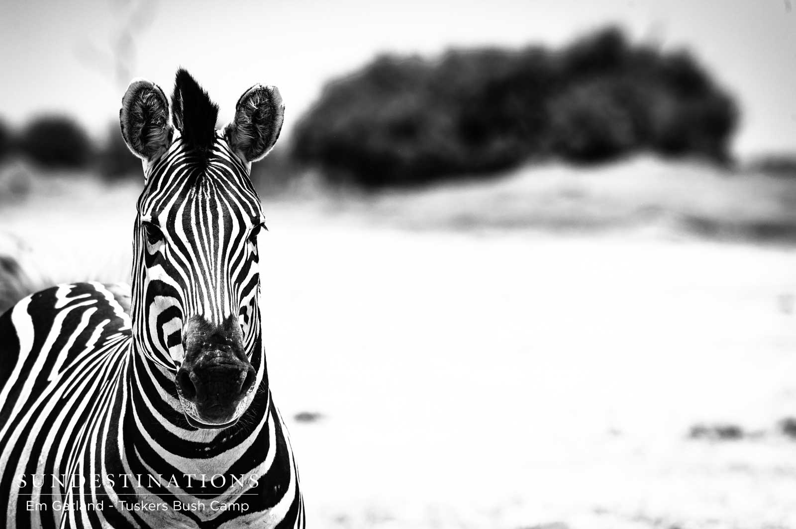 Zebra Herds Tuskers Zebra Herds Tuskers