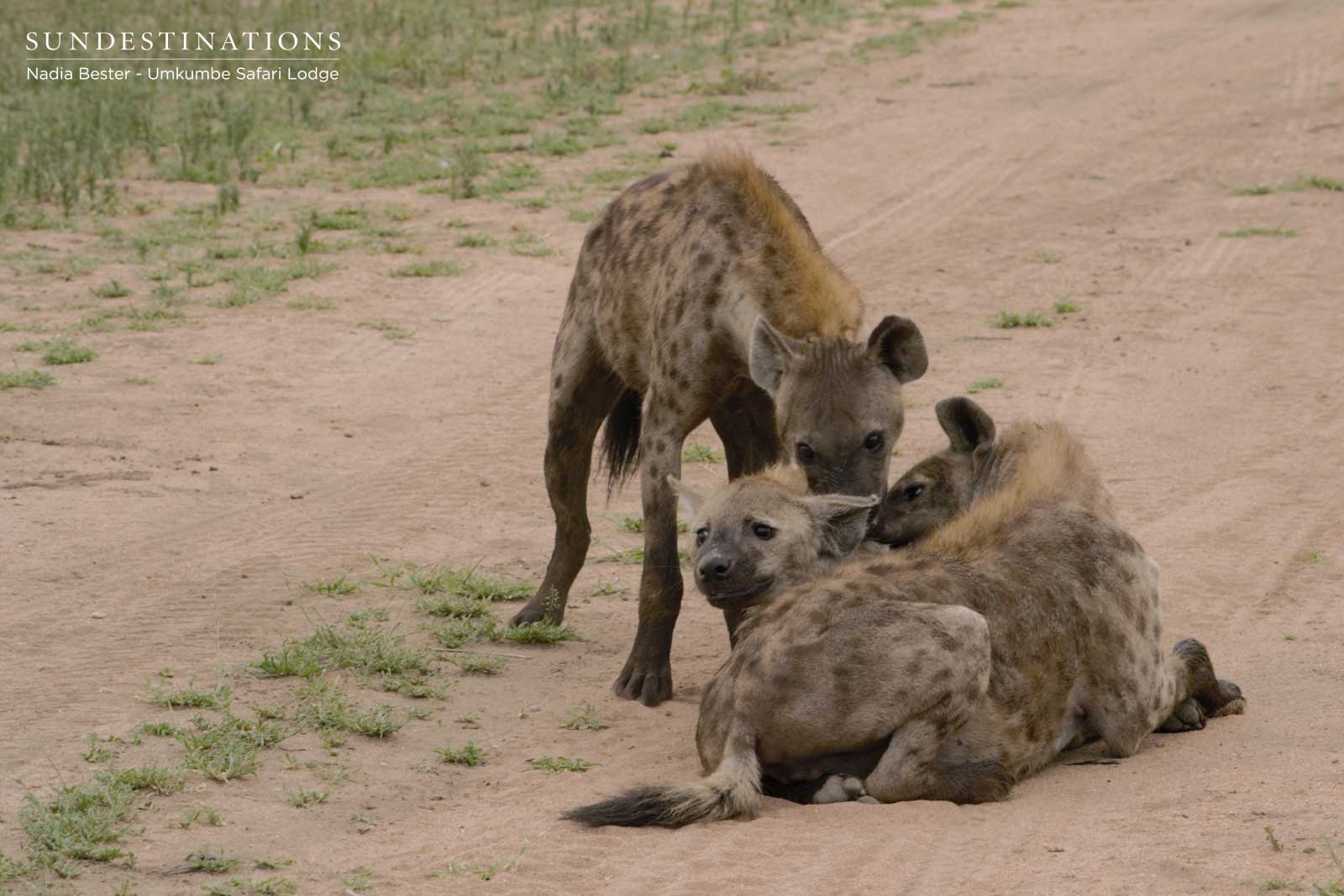 Hyena Umkumbe Sabi Sand Hyena Umkumbe Sabi Sand