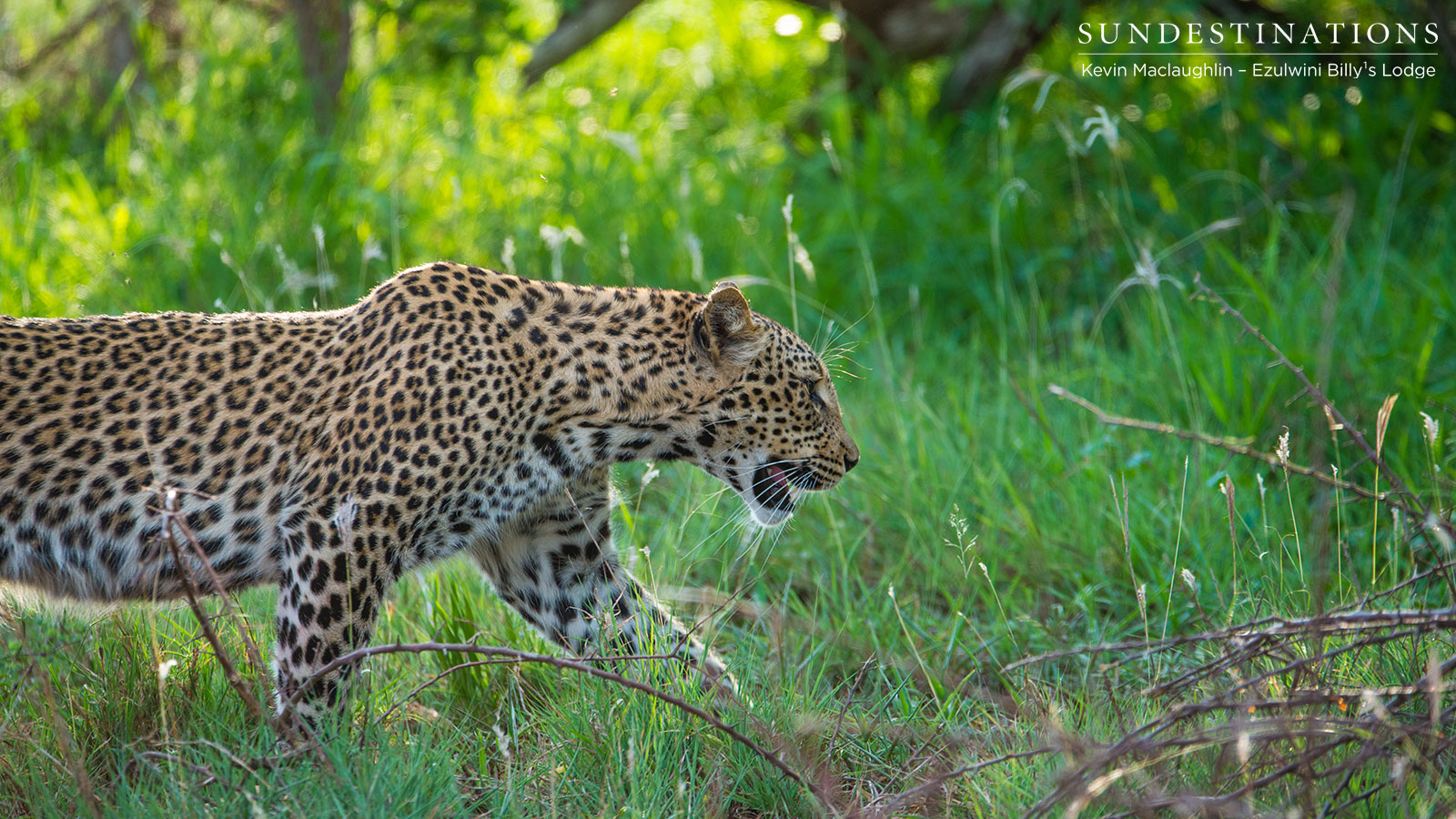 Unknown Leopardess Ezulwini