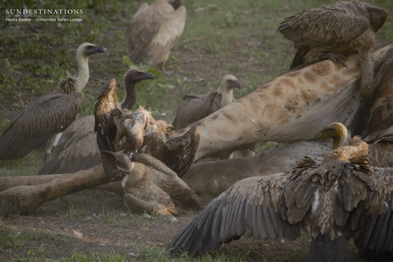 Vultures on Carcass