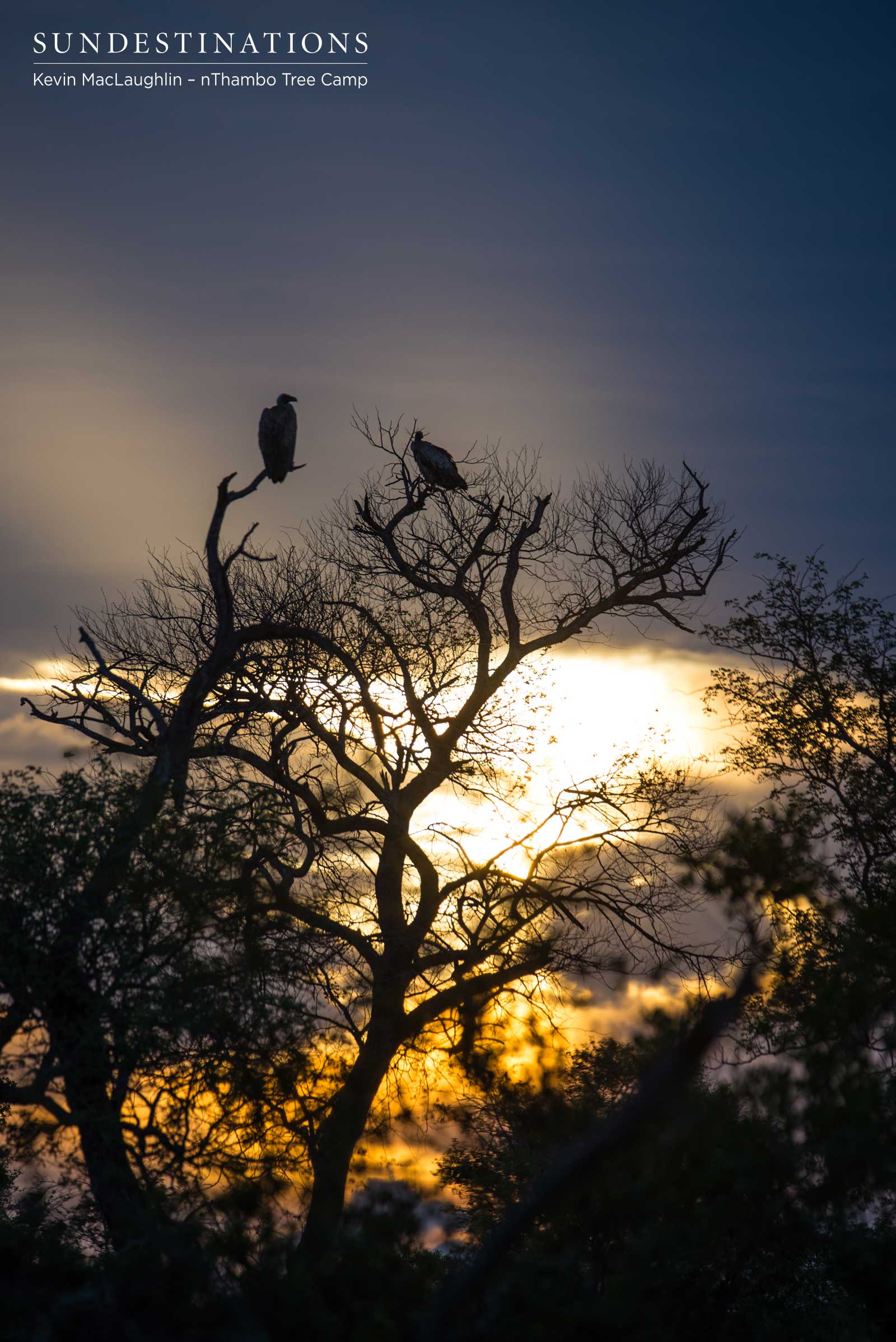 Vultures nThambo Vultures nThambo